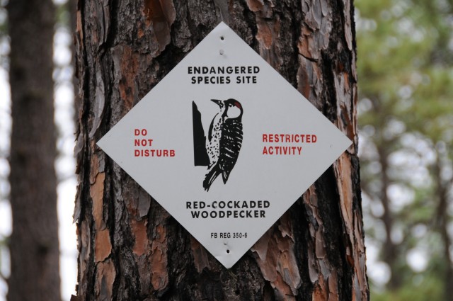 Red-cockaded woodpecker